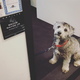 Illustration for article titled Post-Production on The Orville: Communication, Kombucha, and a Dog Named Bruce Wayne Jr.